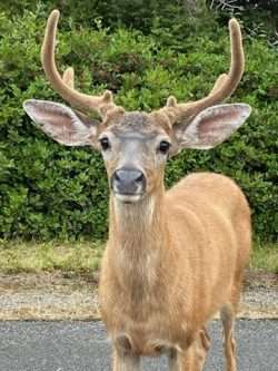 Where the deer and the antelope play…