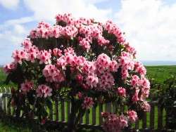 Mrs. G.W. Leak Rhodies in Our Garden