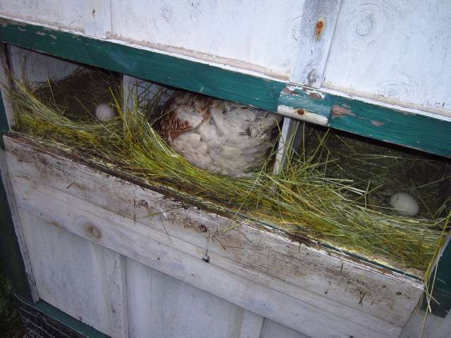 The Nesting Instrinct