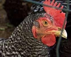Our Freeloading Feathered Friends