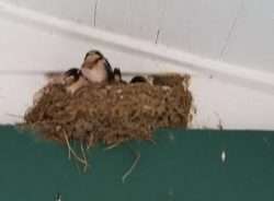 Full to OverflowingSwallows