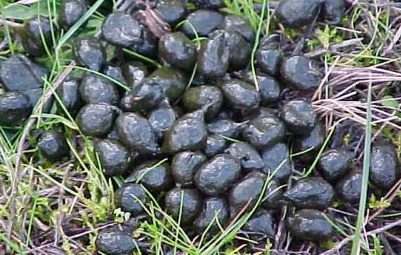 Deer Scat.