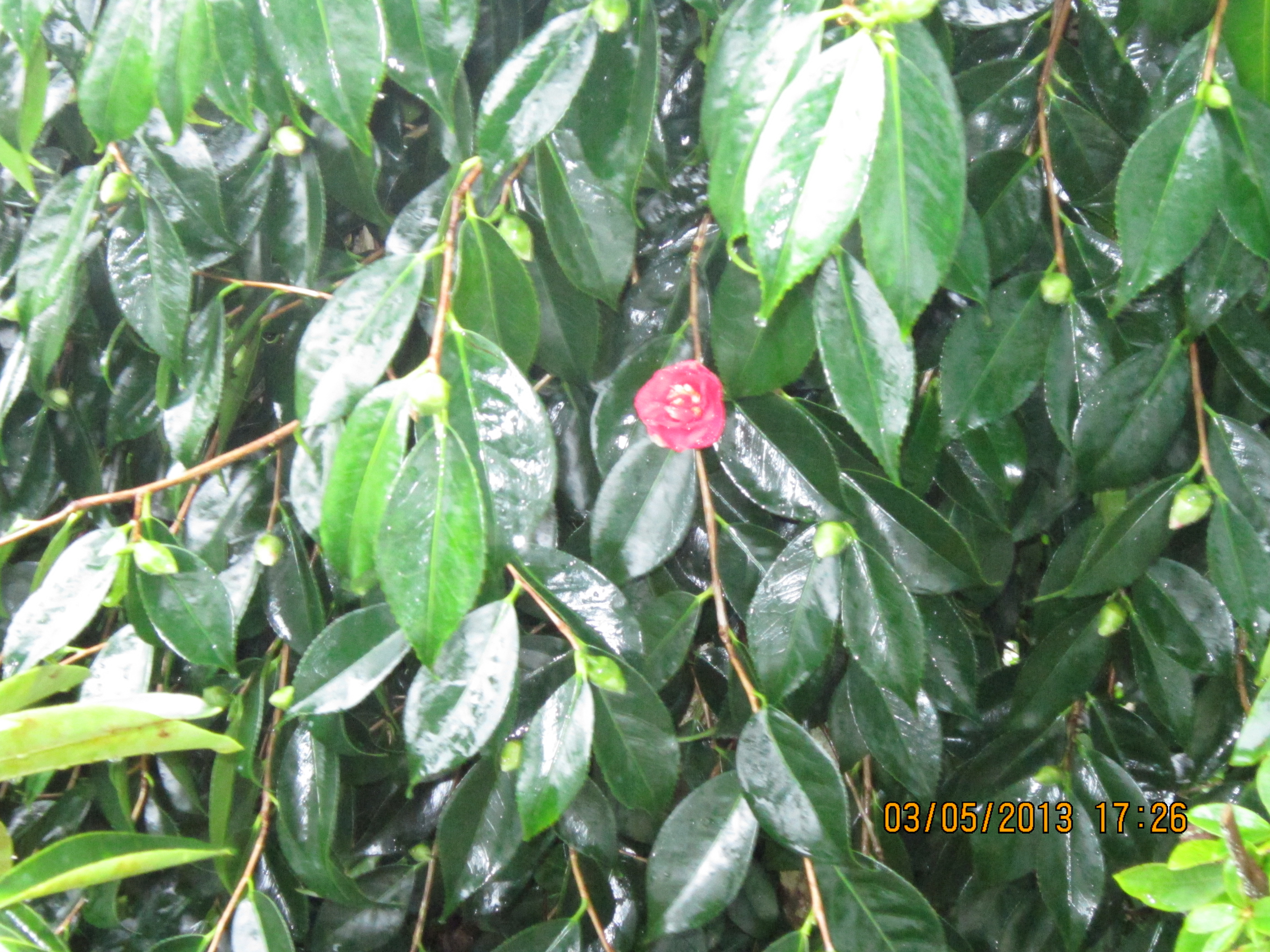 First Camellia Bud