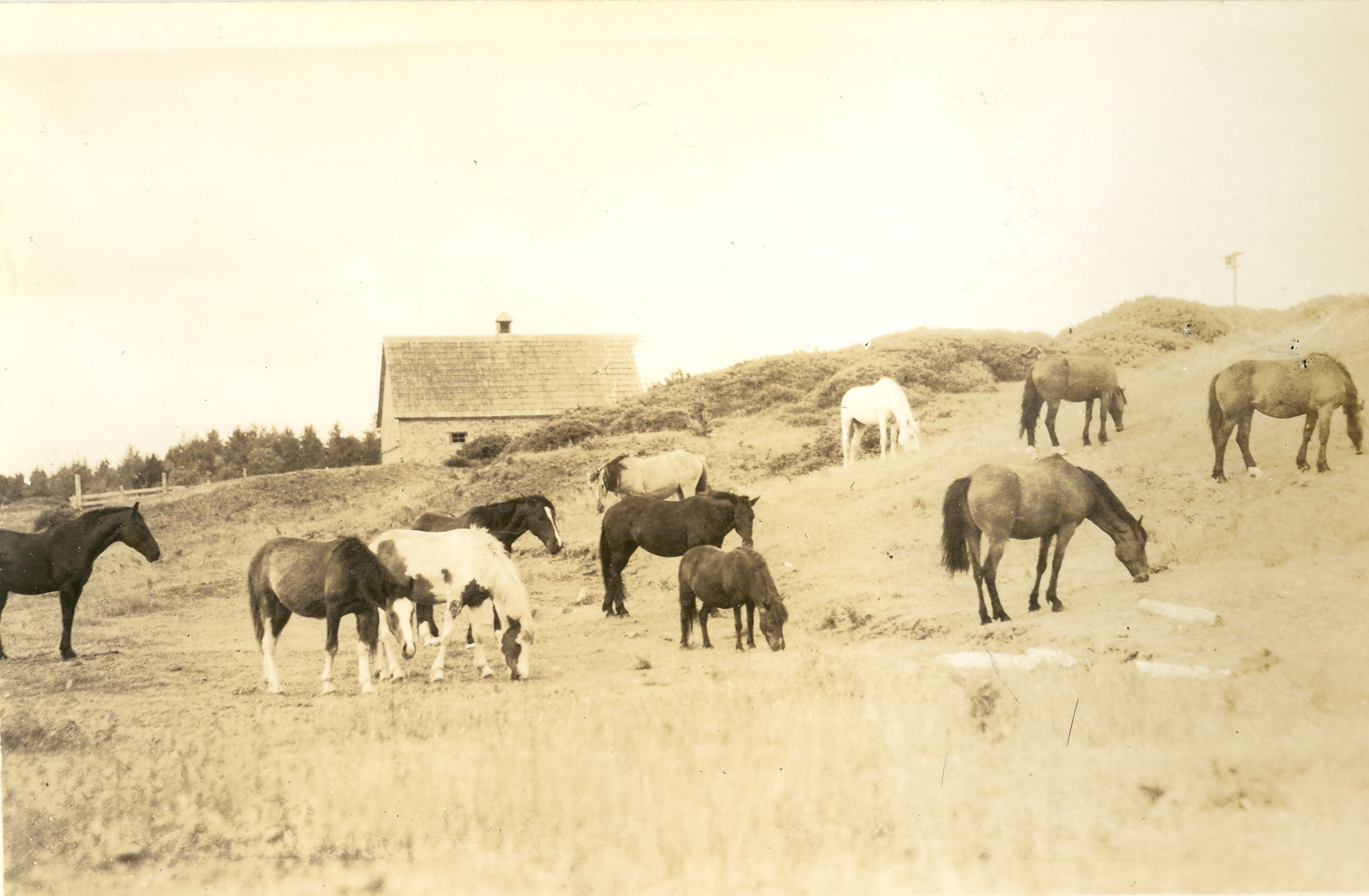 Grazing Horses