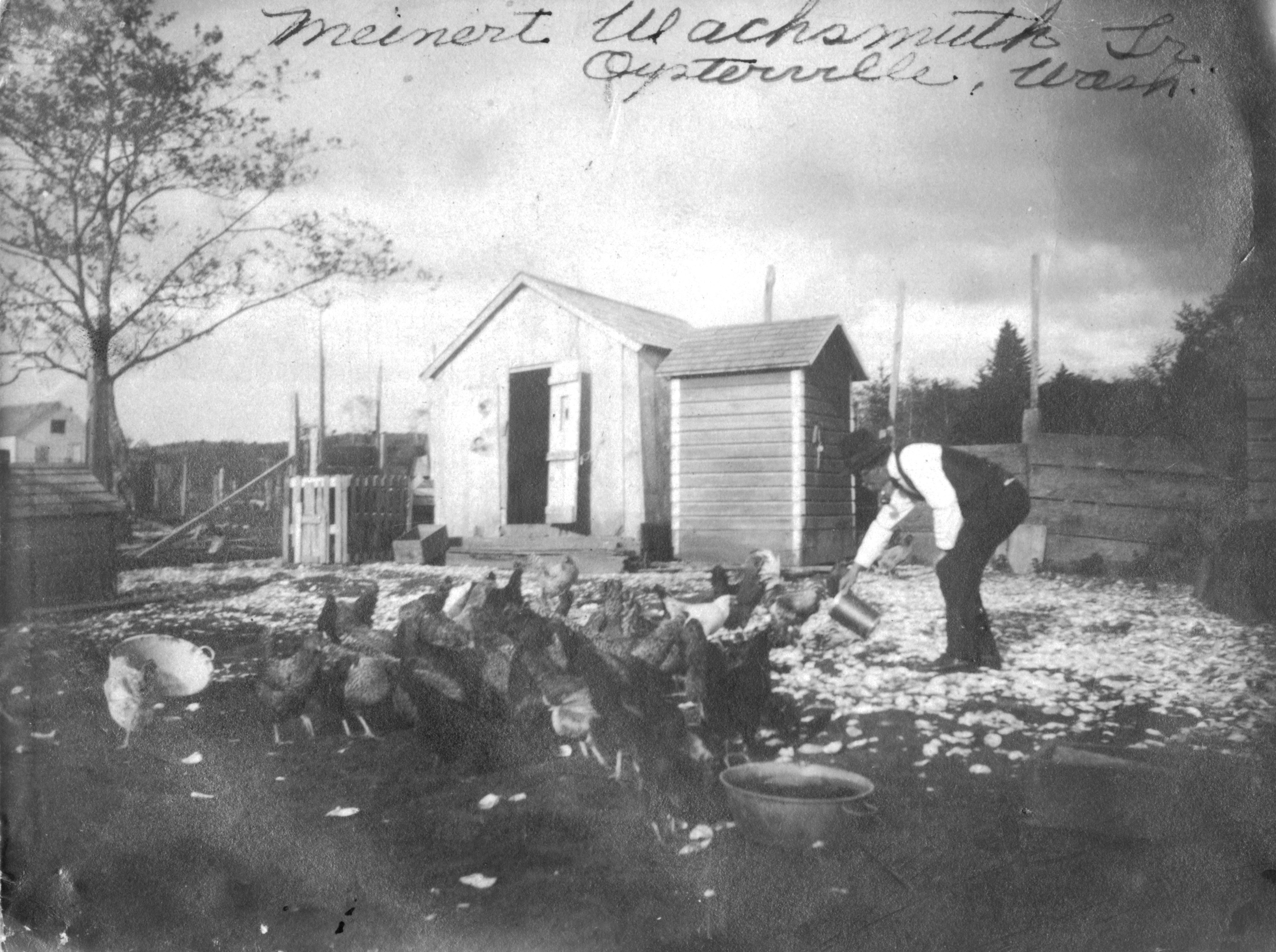 Meinert Wachsmutth and His Chickens