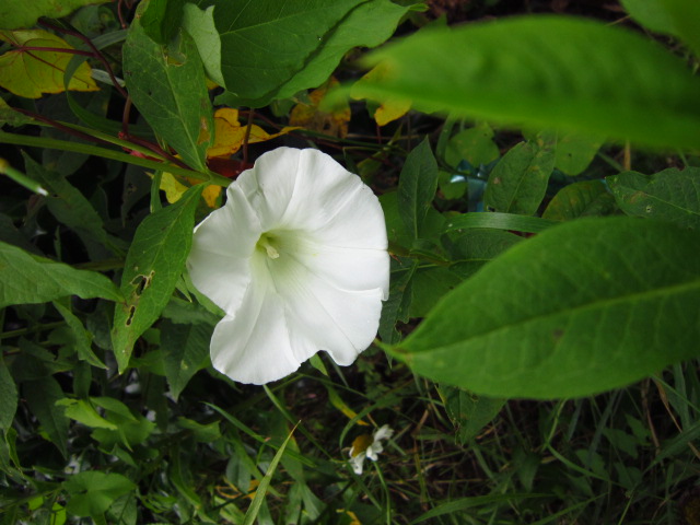 Morning Glory