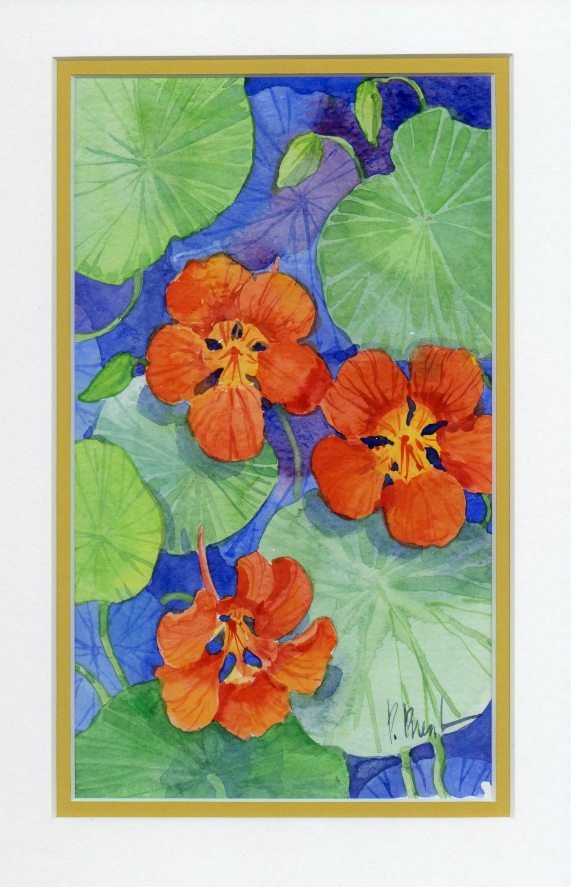 Paul Brent's Nasturtiums