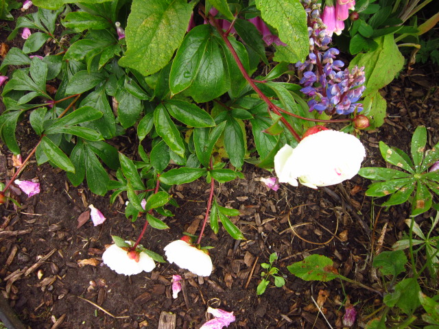 Peonies in June